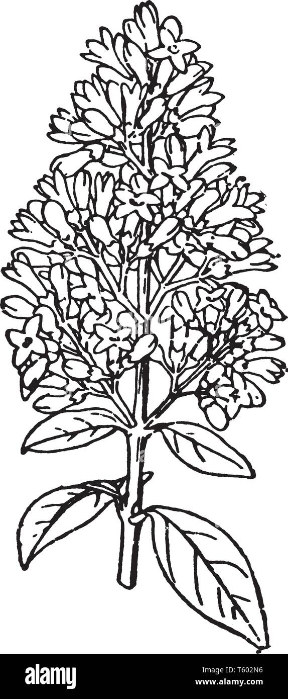 Weiße Blumen top sind von Liguster Pflanzen. Oval geformte Blätter befestigt sind Gegensätze. Blume Blüte ist fast so attraktiv, vintage Zeichnung Stock Vektor