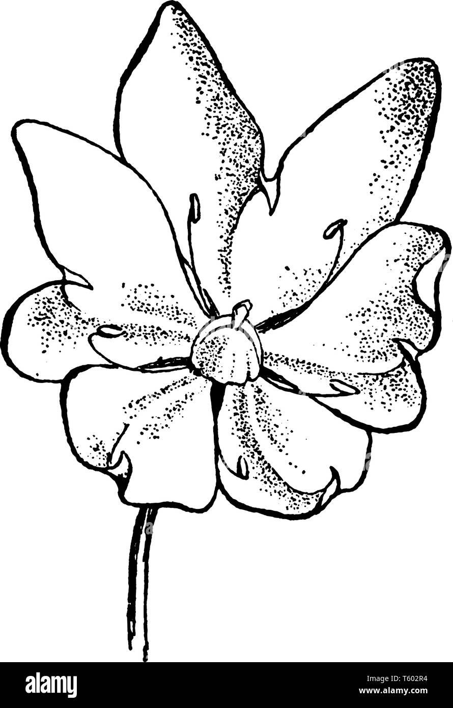 Ein Bild zeigt eine Kuh Pastinaken Blume. Die Blüten sind weiss und klein. Die Blütenblätter sind dünn und Ovale, vintage Strichzeichnung oder Gravur krank Stock Vektor