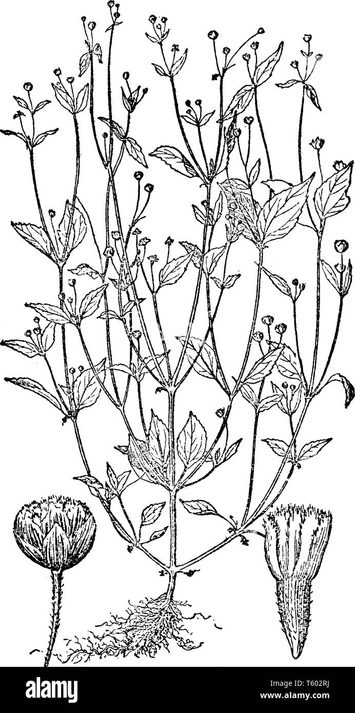 Ein Bild zeigt, das auch als Galinsoga Galinsoga parviflora bekannt. Dies ist auf verschiedene Ansichten des Galinsoga. Es gehört zur Familie der Asteraceae. Es ist nat Stock Vektor