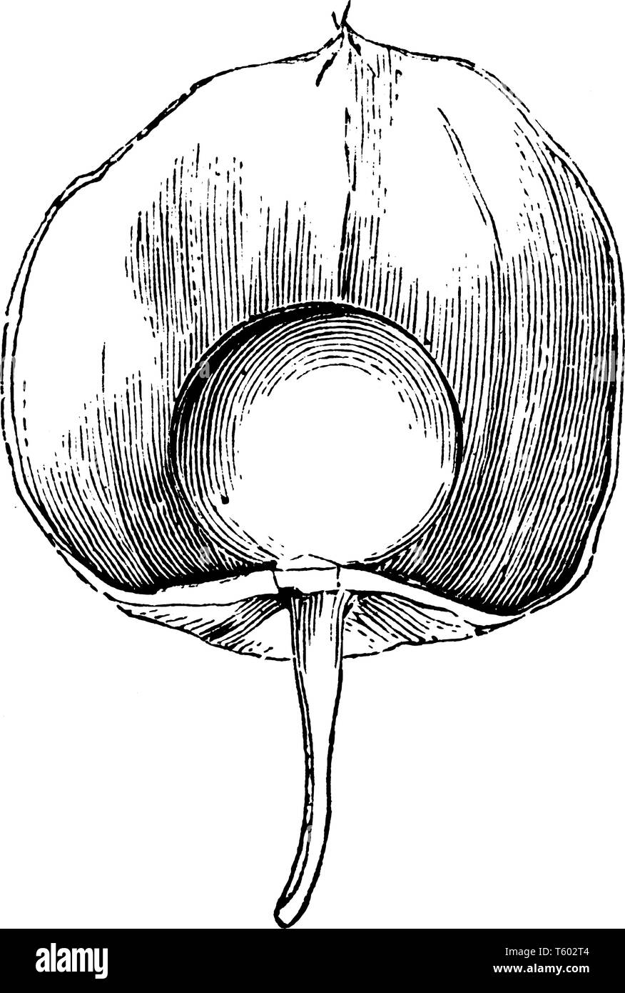 Ein Bild, Frucht der Physalis Alkekengi, Common Name des Winters Kirsche. Die Frucht scharlachrote ist und genießbare, vintage Strichzeichnung oder engravin Stock Vektor