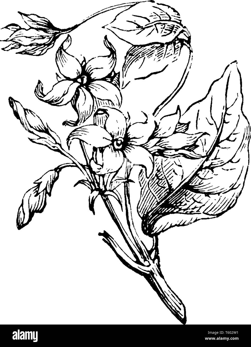 Dieses Bild zeigt Teufelskralle Tiger, Indian Coral Tree und Sonnenschein Baum ist vor allem im Indischen Ozean und im westlichen Pazifischen Ozean östlich von Fidschi, Stock Vektor