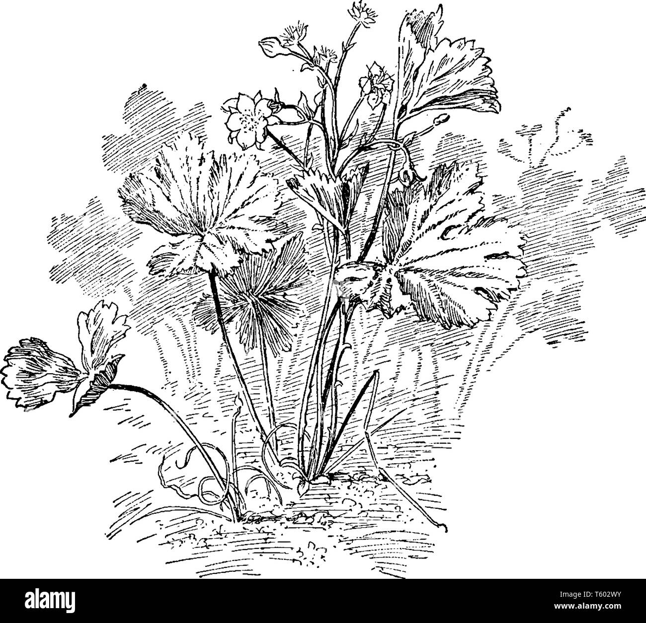 Ein Bild zeigt unfruchtbar Erdbeere Pflanze zusammen mit seinen Blüten, Knospen, multi-gelappten Blätter. Es gehört zu den Cinquefoil Gattung und rose Familie, vintag Stock Vektor
