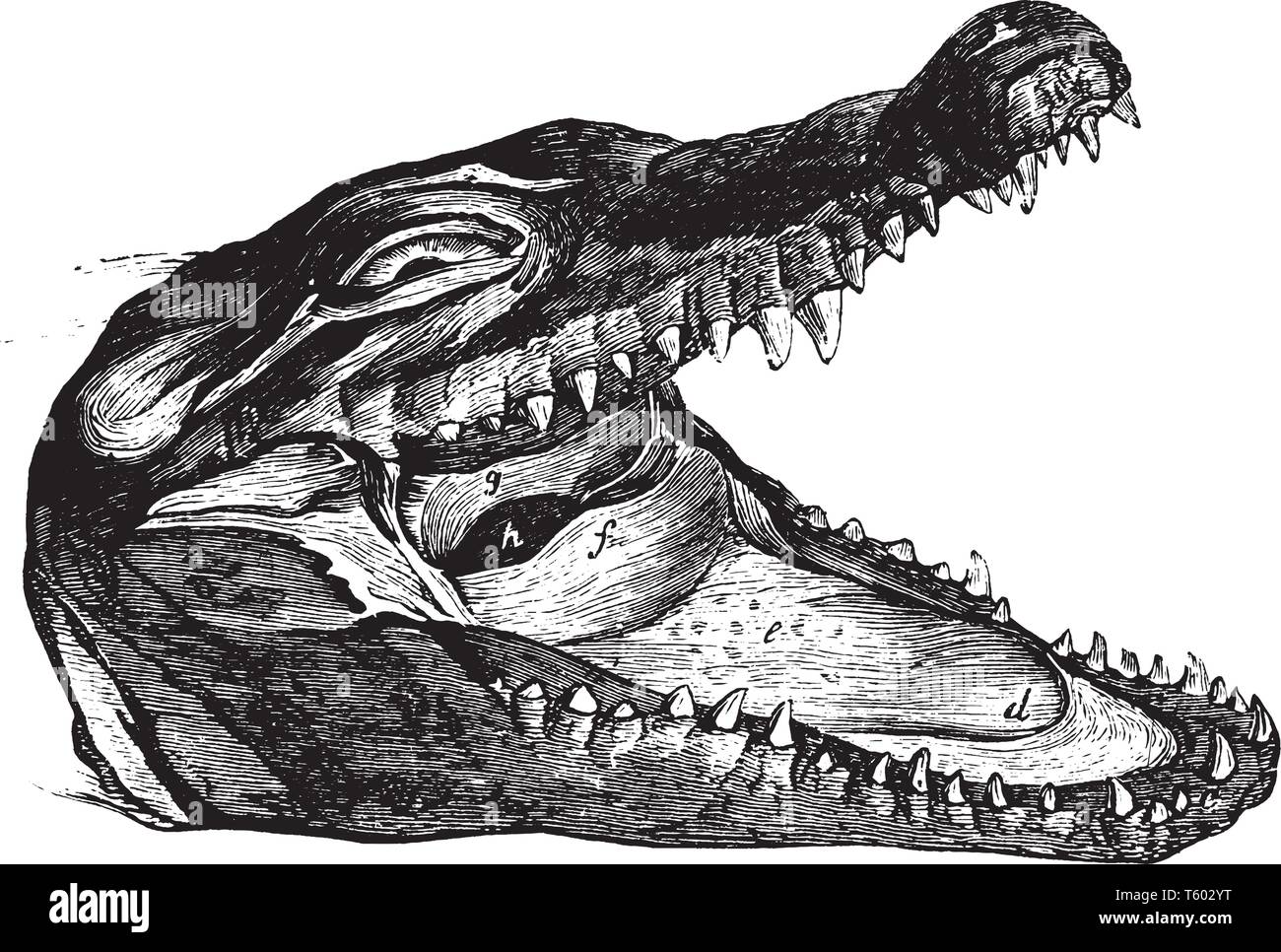 Der Kopf eines Krokodils, die weg von seiner wilden Mund und Zähne, vintage Strichzeichnung oder Gravur Abbildung. Stock Vektor