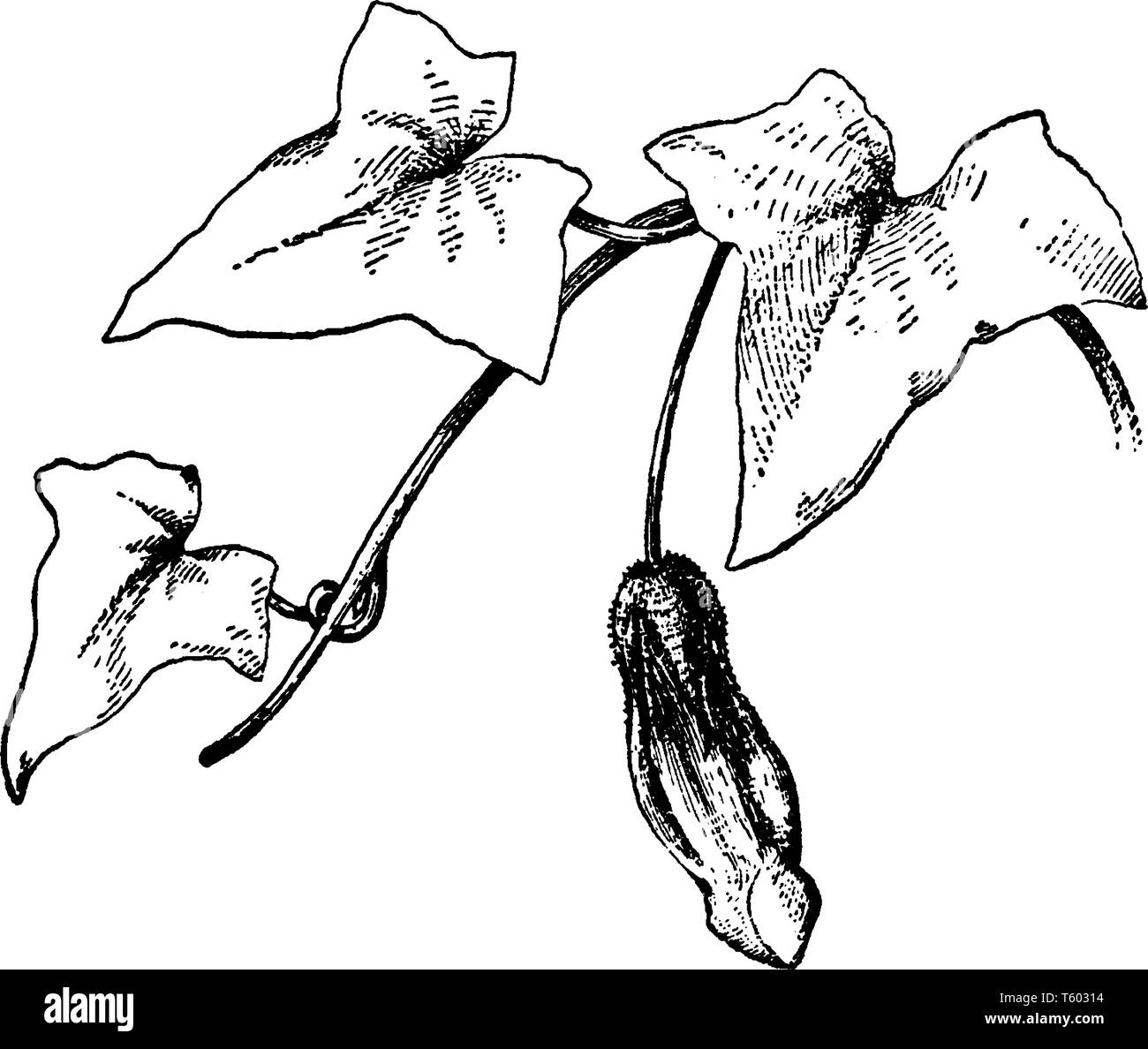 Ein Bild zeigt den Antirrhinum Maurandioides Anlage. Die Blüten sind groß Langen, violetten Farbe, aber in diesem Bild die Pflanze Knospe hat. Blätter sind mittelgroß Stock Vektor