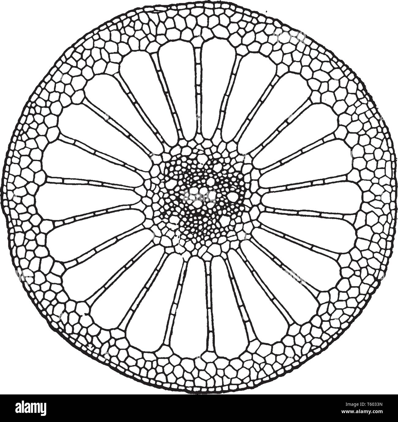 Dies ist ein Abbild der Querschnitt von Stammzellen mit Air Kanäle, vintage Strichzeichnung oder Gravur Abbildung. Stock Vektor