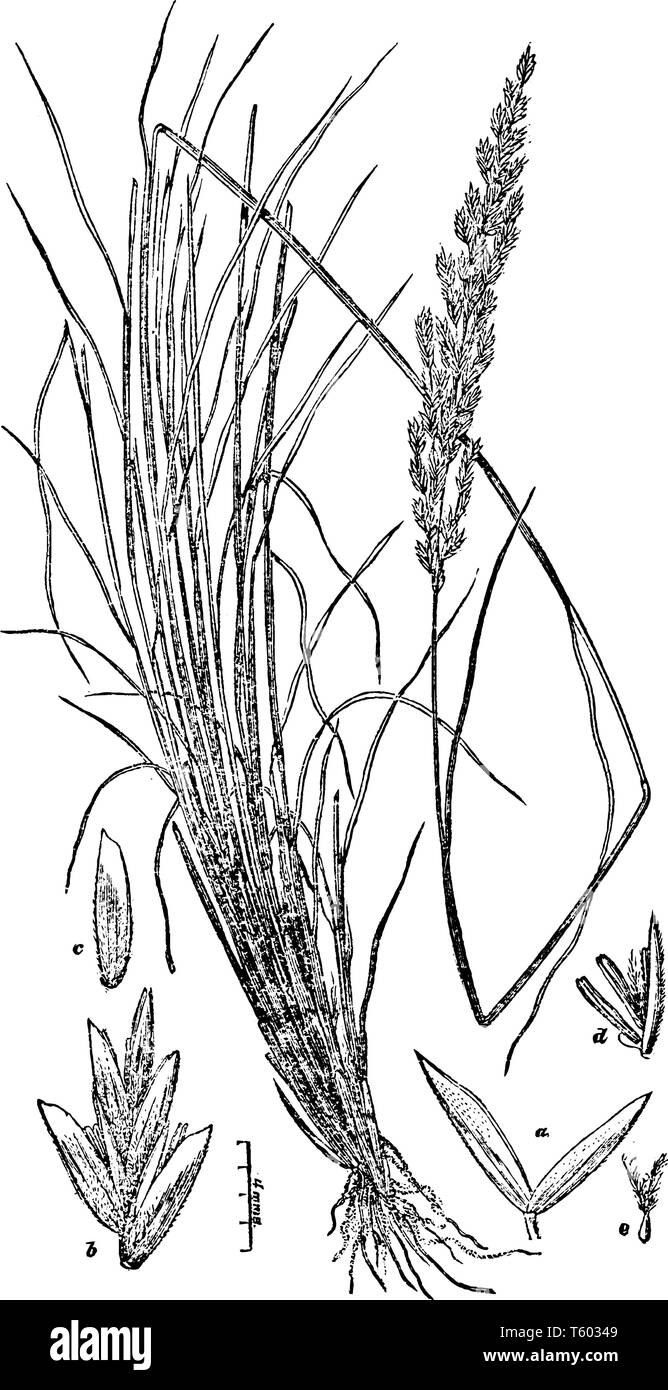 Es ist bekannt als Sand Blue Grass die Blätter dieser Pflanze sind sehr lang und dünn und seine Wurzeln sind kleine, vintage Strichzeichnung oder Gravur Abbildung Stock Vektor