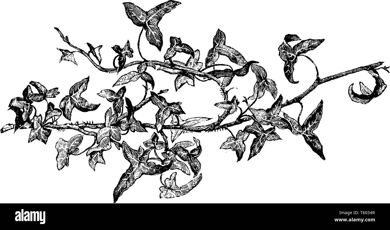 Es ist die Form der "Ivy" und "Efeu wächst auf oder unterhalb der Erdoberfläche. Die Blätter braun im Winter sind, vintage Strichzeichnung oder engravi Stock Vektor Es ist die Form der "Ivy" und "Efeu wächst auf oder unterhalb der Erdoberfläche. Die Blätter braun im Winter sind, vintage Strichzeichnung oder engravi Stock Vektor