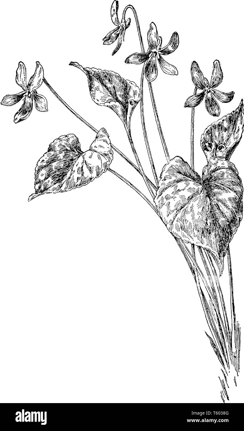 Blaue Veilchen (Viola papilionacea) ist Stauden mehrjährige Pflanze vor allem in Nordamerika. Eine herzförmige Blätter und große, blau-violette Blumen bloo Stock Vektor