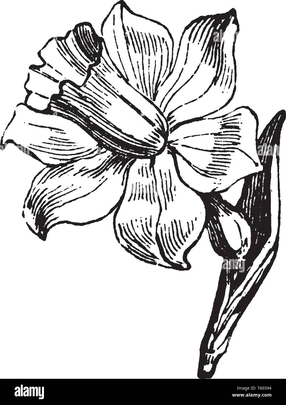 Ein Bild zeigt Blume. Diese Blumen sind wie ein Trinkglas und Blütenblätter sind Blüte, vintage Strichzeichnung oder Gravur Abbildung. Stock Vektor