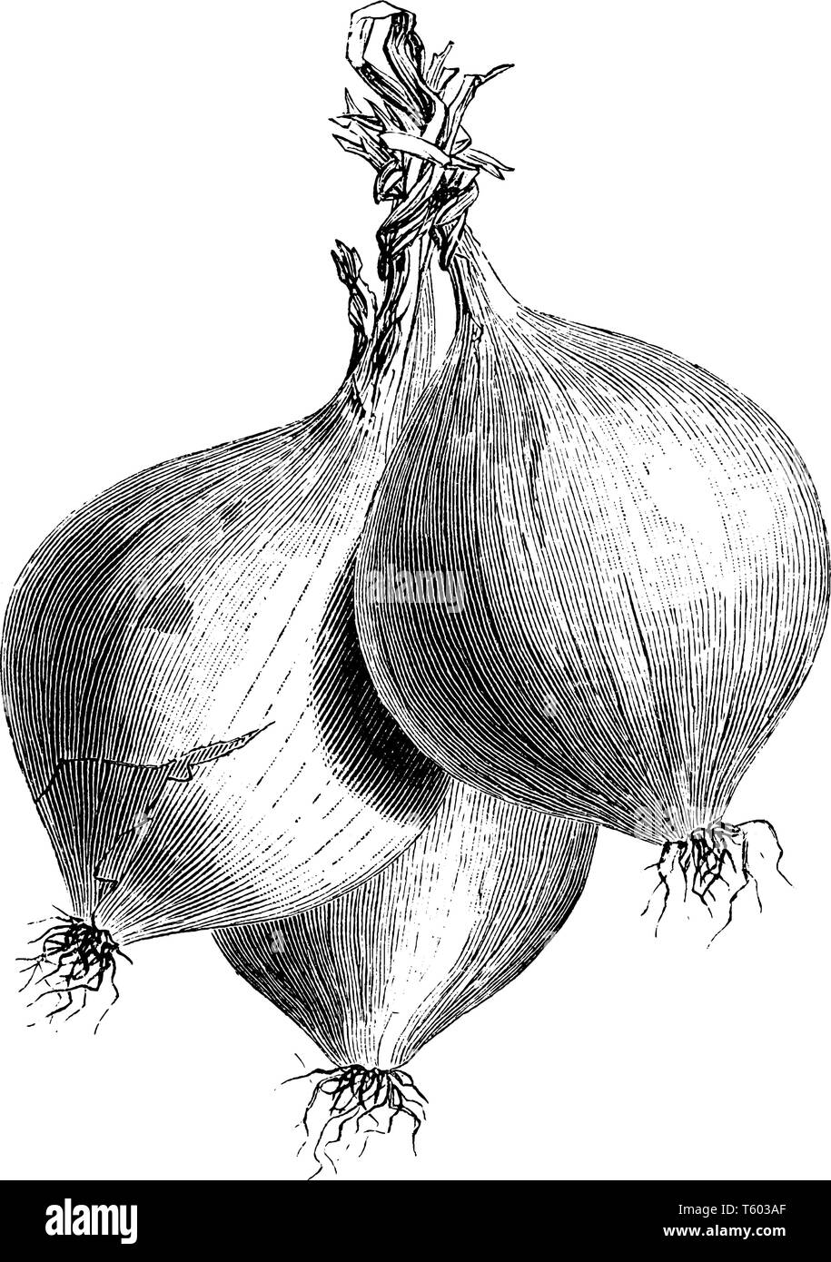 In diesem Bild gibt es ein trebons Zwiebel. Es zeigt drei Zwiebel Paar in diesem Rahmen und Ihre Kopfhaut ist gebunden. Ihre Deckung ist blassrosa, Vintage Linie zeichnen Stock Vektor