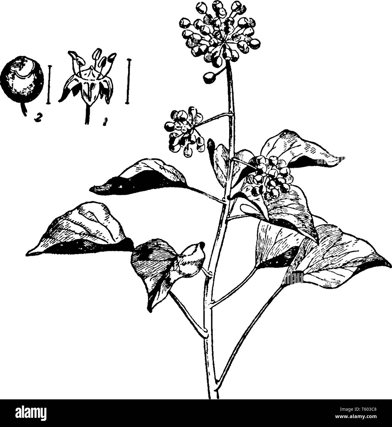 Im Bild eine Frucht, eine Blume und die Anlage von Efeu, vintage Strichzeichnung oder Gravur Abbildung. Stock Vektor