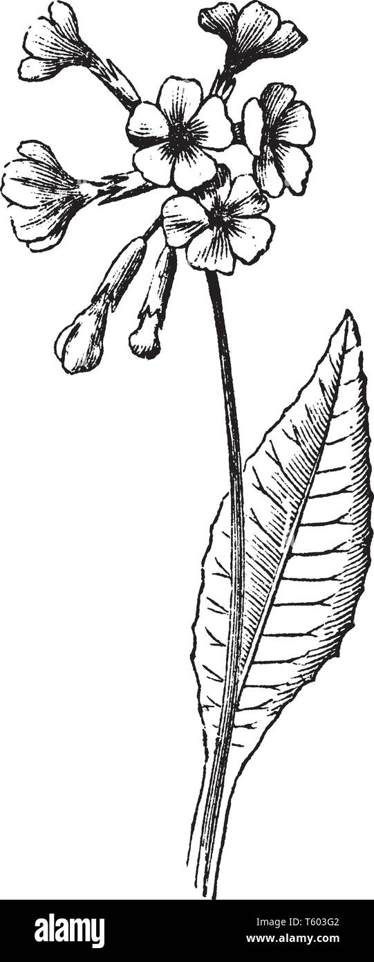 Bild zeigt ein Blatt und Paar gelbe Schlüsselblumenblüten, vintage Strichzeichnung oder Gravur Abbildung. Stock Vektor
