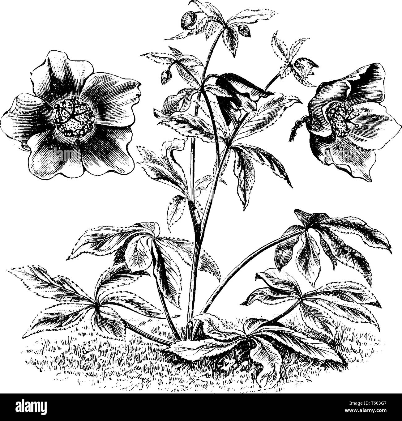 Der eurasischen Gattung Helleborus besteht aus etwa 20 Arten von Stauden. Diese Blume Farben sind violett. Es gibt zwei oder drei Blumen in Stock Vektor