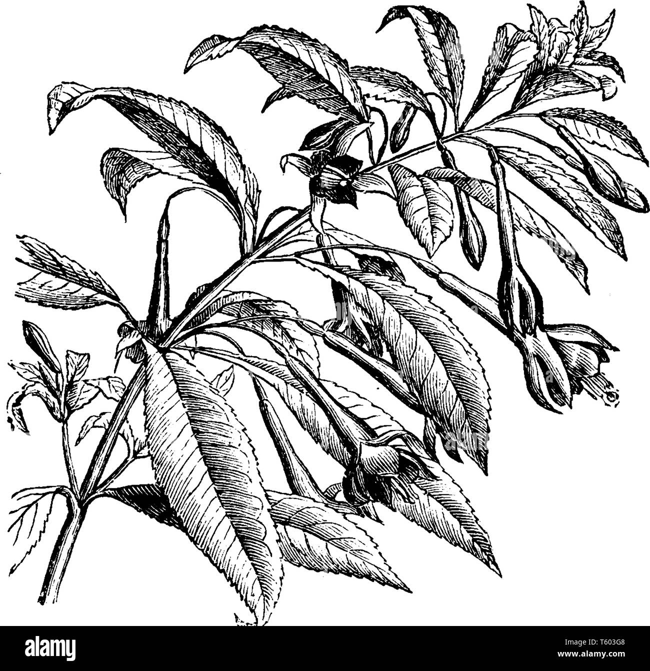 Blumen von Fuchsia Serratifolia sind in der Farbe rot. Blumen blühen im Sommer ihre Zweige wachsen zwischen sechs und acht Meter hoch, ihre Blätter verbogen sind Stock Vektor