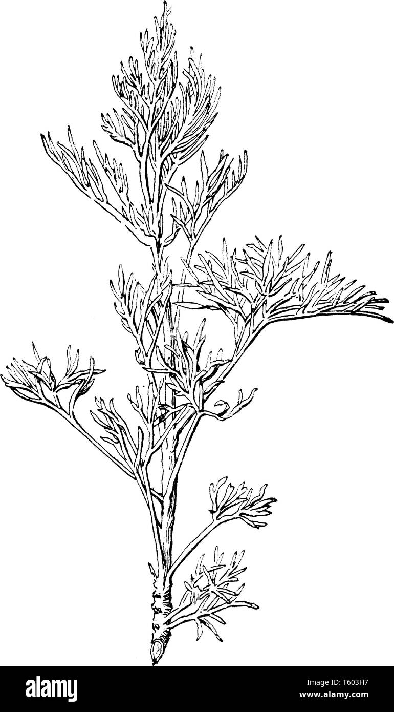 Das Bild zeigt die Sträucher des Southernwood Anlage. Es kann von anderen eng verwandten Pflanzen mit grauen differenziert werden - grüne Blätter aufgrund der distinc Stock Vektor