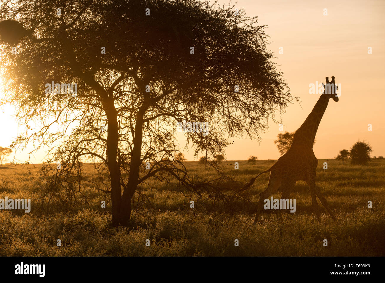 Giraffe bei Sonnenaufgang, Ndutu, Tansania Stockfoto