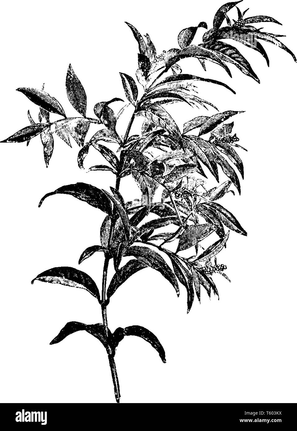Phantiansia Fountaini Strauch wächst hoch. Die Blätter sind lanzettlich in Gegensatzpaaren angeordnet, vintage Strichzeichnung oder Gravur Abbildung. Stock Vektor