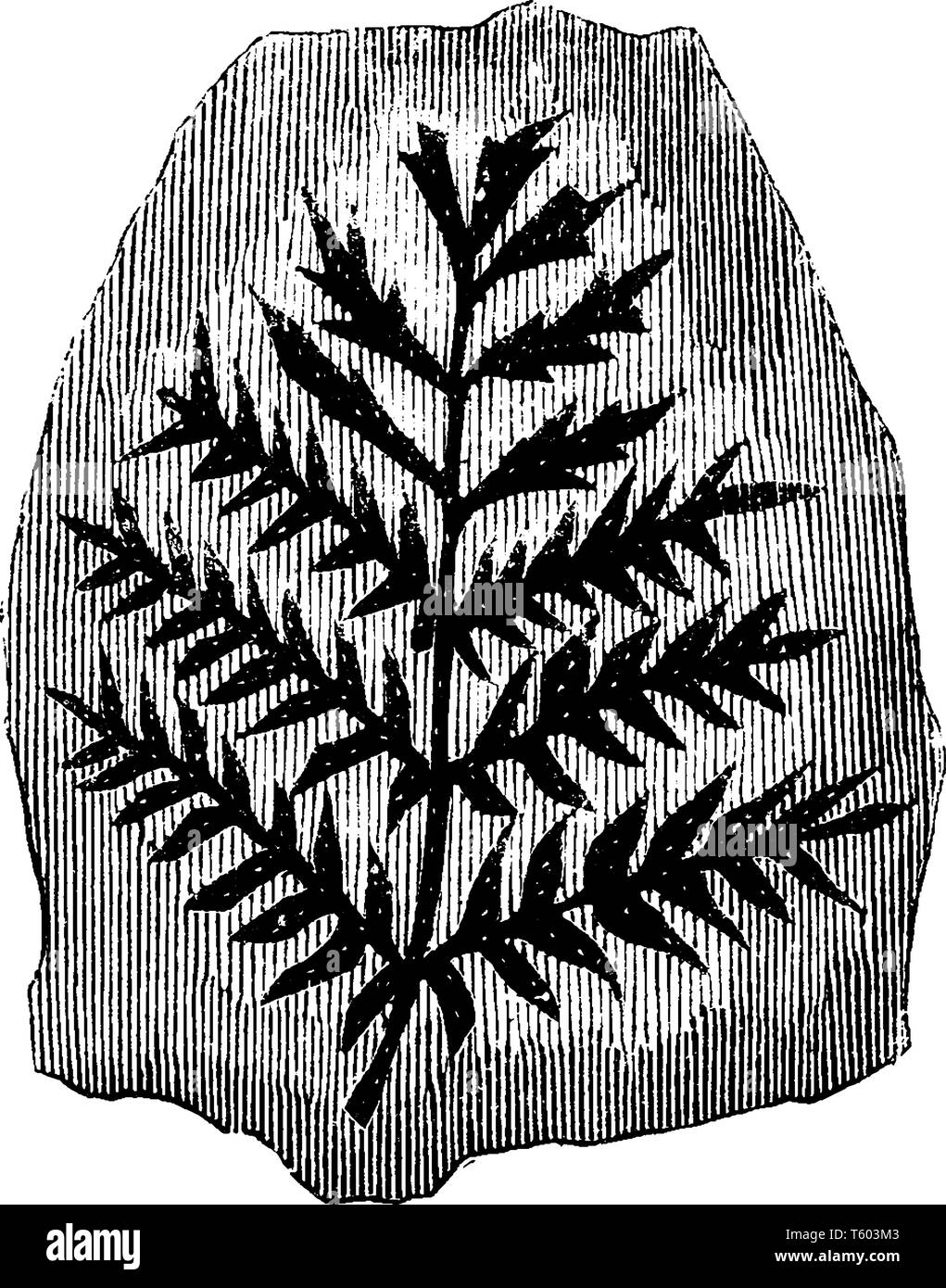 Das Bild zeigt die versteinerte Kohle Farne der alten Baum, der häufig mit kohleflöze, vintage Strichzeichnung oder Gravur illustratio Stock Vektor