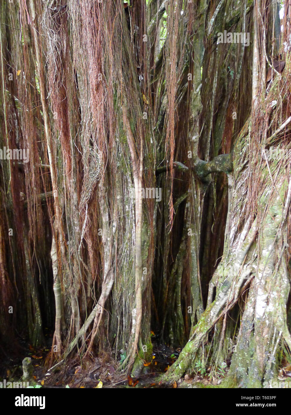 Wurzeln der Banyan Tree neben Hilo auf Big Island, Hawaii Stockfoto