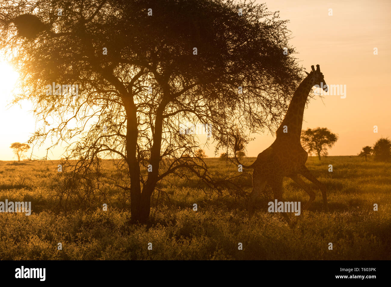 Giraffe bei Sonnenaufgang, Ndutu, Tansania Stockfoto