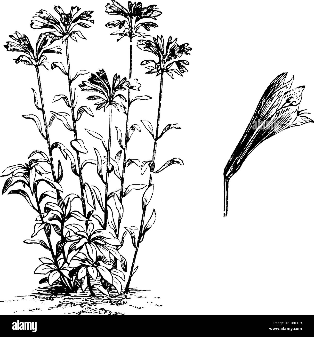 Ein Bild zeigt Alstromeria Aurantiaca Pflanze. Blätter sind kleine, ebene - Kanten, und der Schaft ist groß mit verstreuten Blätter. Die Blüten sind Dunkelrot tipp Stock Vektor