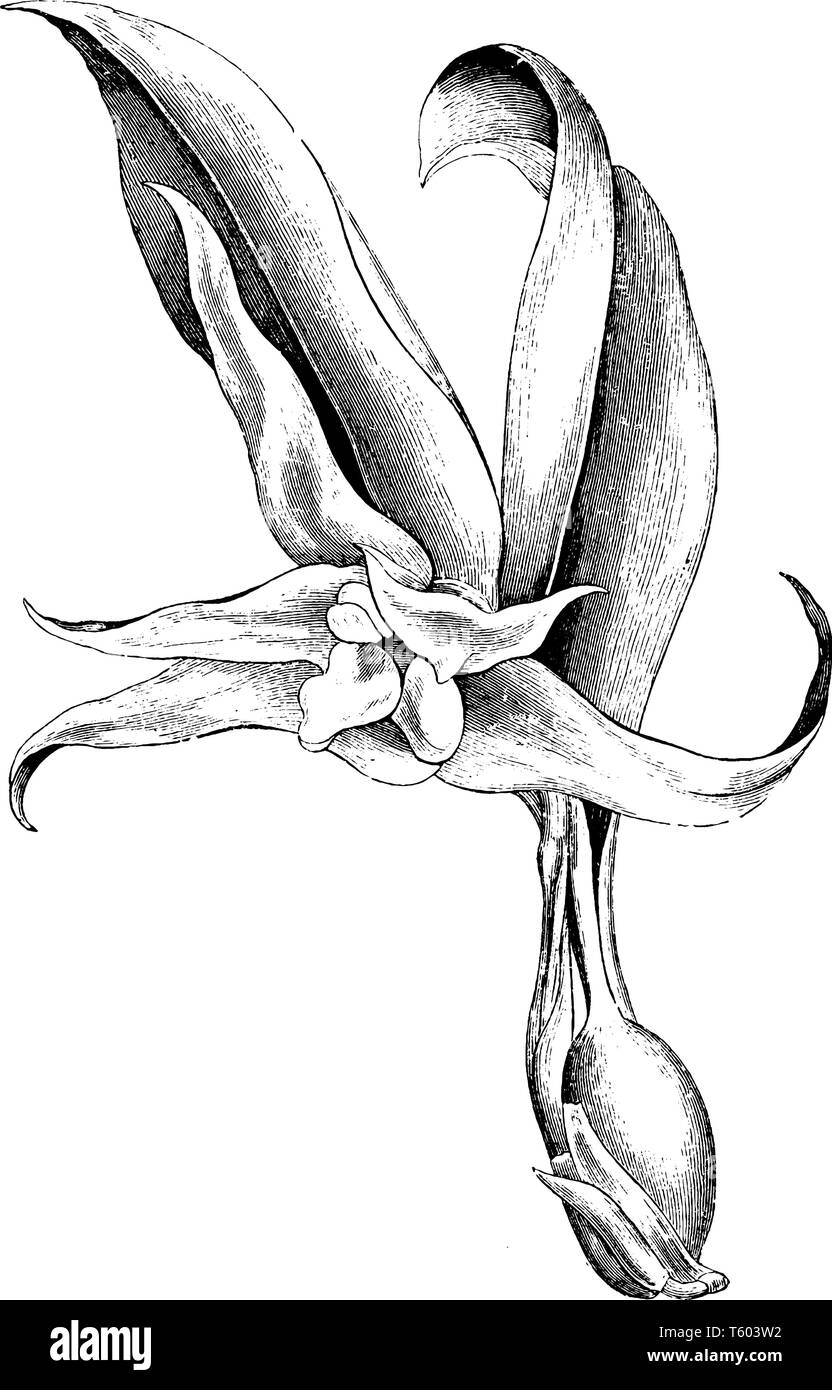 Dieses Bild wird von einer Blume benannt Maxillaria Venusta, es ist eine wächserne weiße Blume, deren Blätter sind hellgrün, vintage Strichzeichnung oder Gravur Stock Vektor