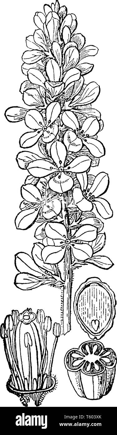 Bridal Wreath ist eine Pflanzenart aus der Familie der Rosaceae. Kleine Blumen Sträuche und Cluster sind auf Schaft angeordnet. Blumen haben 3-4 Blütenblätter, vintage Zeichnung o Stock Vektor