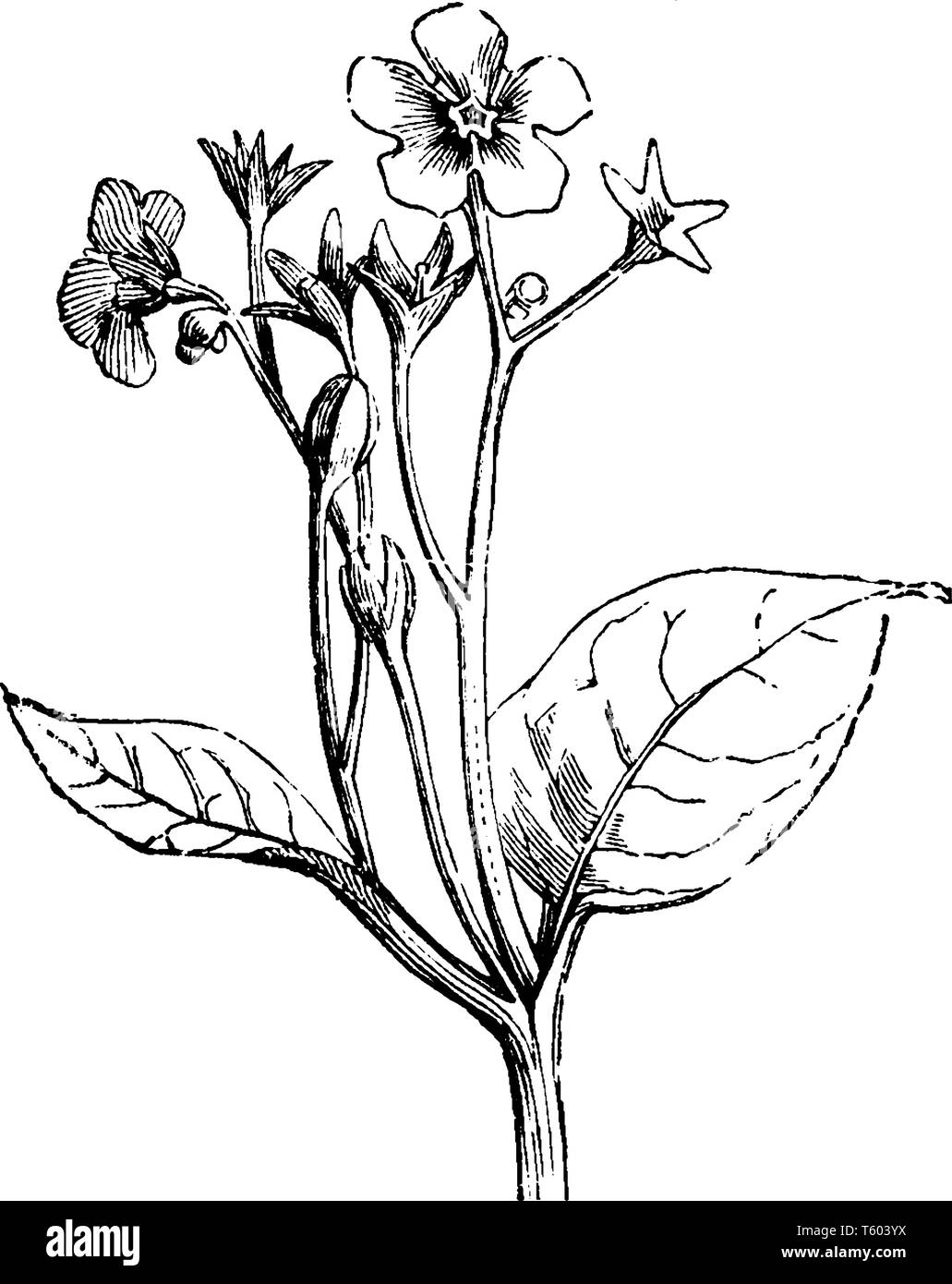 Omphalodes verna Blumen sind blau mit weißer Kehle. Die Blumen blühen März bis Mai. Die Pflanze wächst sechs Zoll hoch, vintage Strichzeichnung oder engrav Stock Vektor