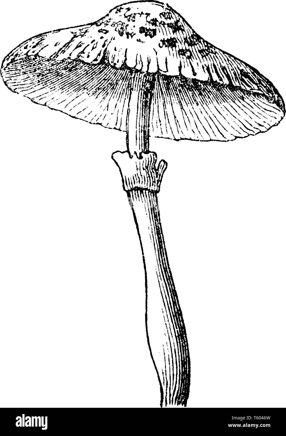 Agaricus Cepaestipesis eine Spezies von Pilzen. Es hat eine fein skalierte glockenförmige Kappe, vintage Strichzeichnung oder Gravur Abbildung. Stock Vektor
