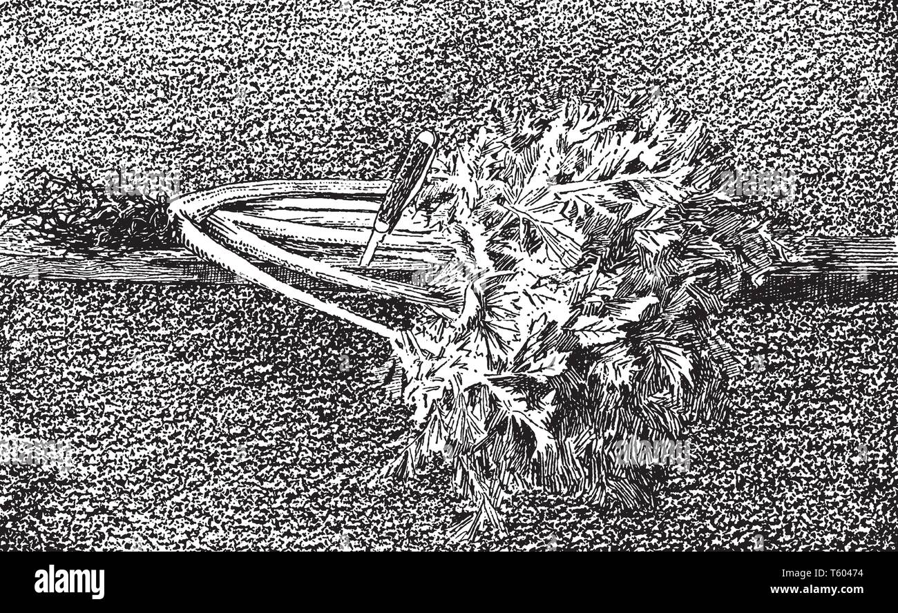 Sellerieblätter hat einen hohen Gehalt an Vitamin A kann es auf die Höhe von bis zu 16 cm wachsen, vintage Strichzeichnung oder Gravur Abbildung. Stock Vektor