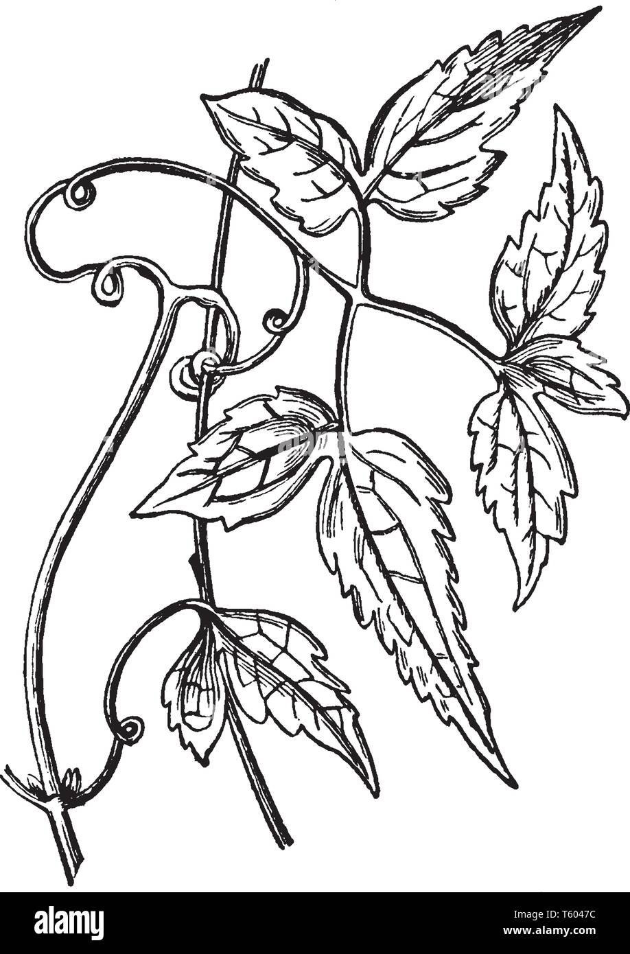 Bild der Clematis Pflanzen. Blätter sind lang und Stiele werden in Form verdreht. Blumen blühen nur an den Enden der neuen Triebe, vintage Strichzeichnung oder e Stock Vektor