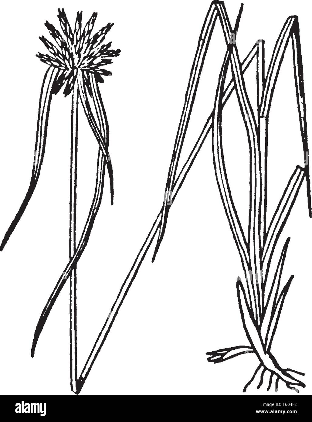 Ein Bild zeigt Dischromena. Star Rush ist der gemeinsame Name von dischromena. Dies ist eine Gattung der rynchospora und native zu Florida. Die Hüllblätter sind wh Stock Vektor