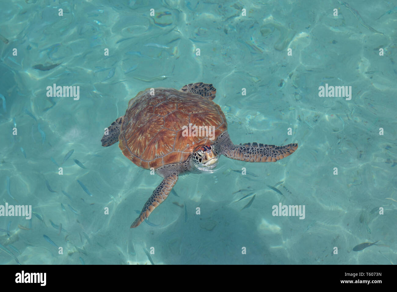 Eine grüne Meeresschildkröte erscheint für einen Hauch von Luft in Curacao Stockfoto