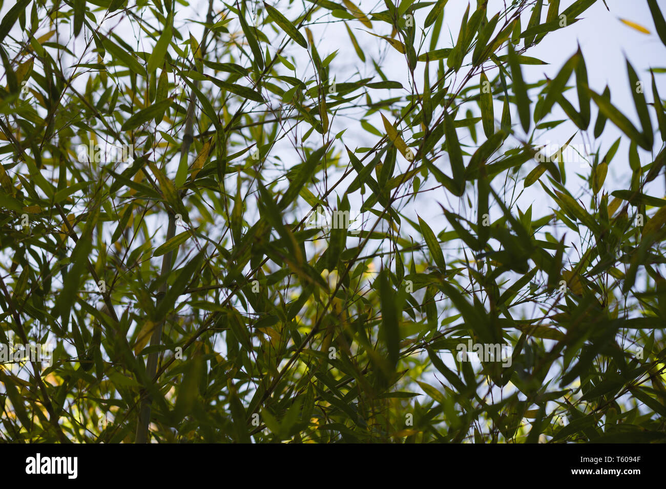 Nahaufnahme von Bambus Zweige mit Blättern Muster Stockfoto