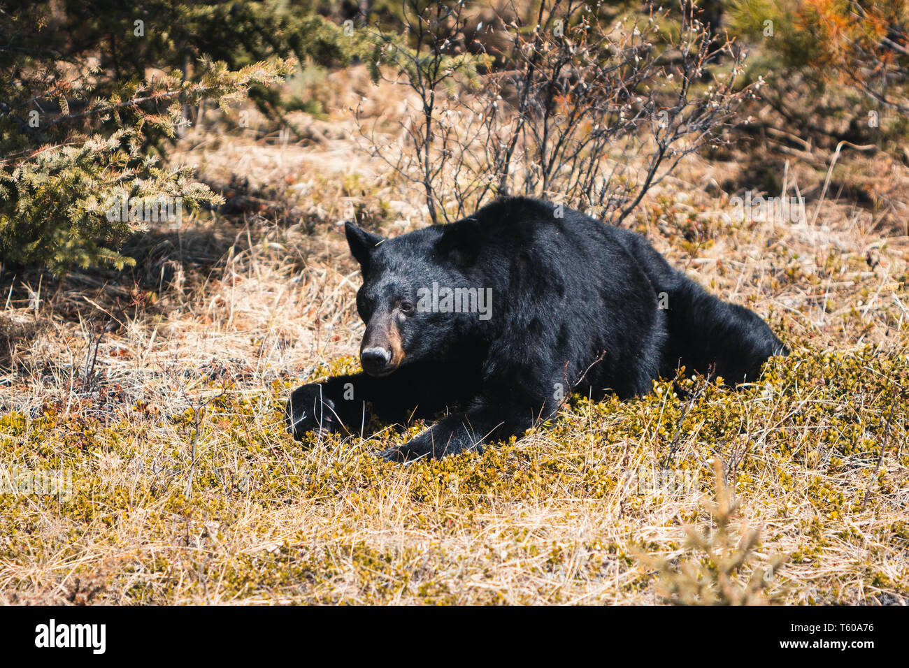 Jasper National Park, Alberta, Kanada, schwarzer Bär wandert, Travel Alberta, kanadische Rockies, Icefields Parkway, Maligne Lake, Banff, Nordamerika wildlife Stockfoto
