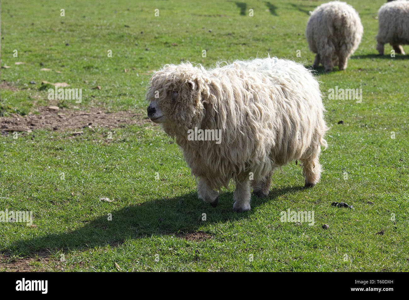 Grau konfrontiert Dartmoor Schafe Stockfoto