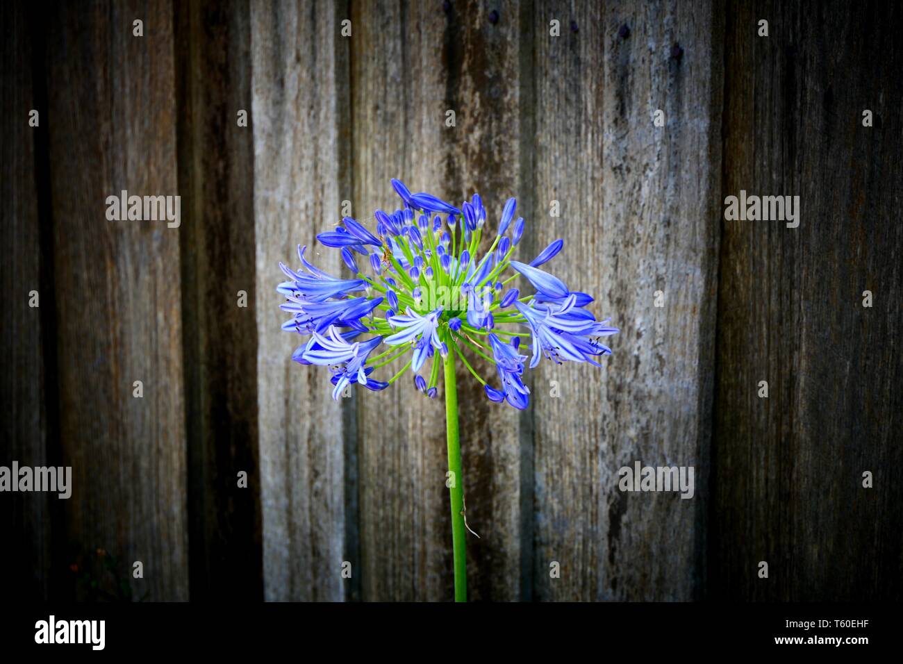 Schöne Blumen und Makro-Fotos Stockfoto