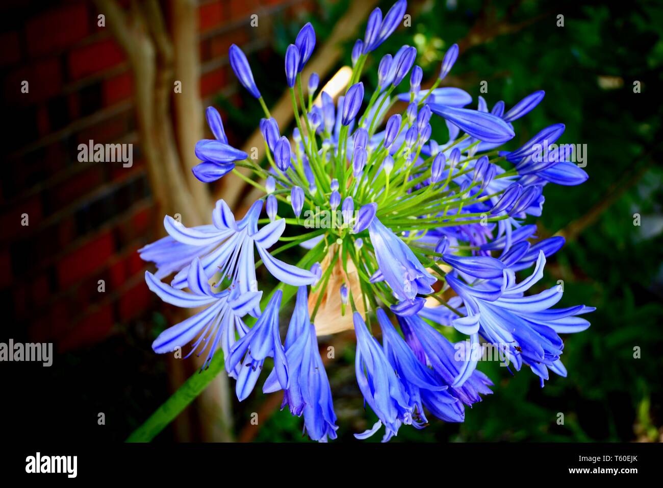 Schöne Blumen und Makro-Fotos Stockfoto