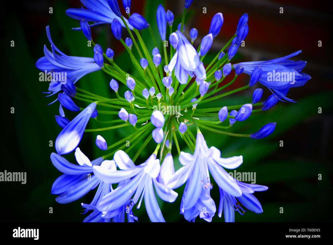 Schöne Blumen und Makro-Fotos Stockfoto