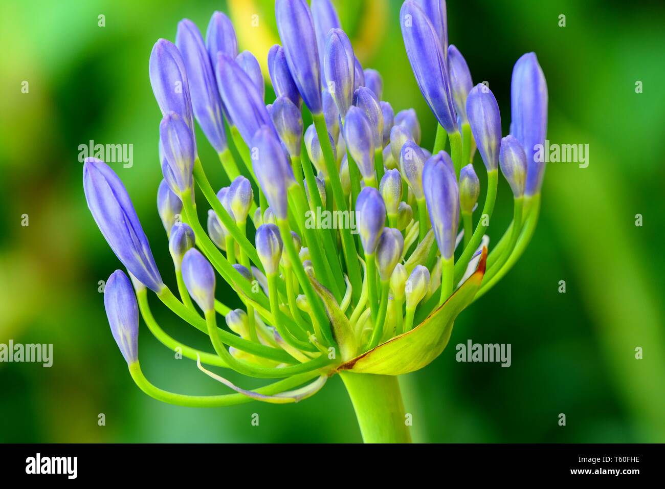 Schöne Blumen und Makro-Fotos Stockfoto