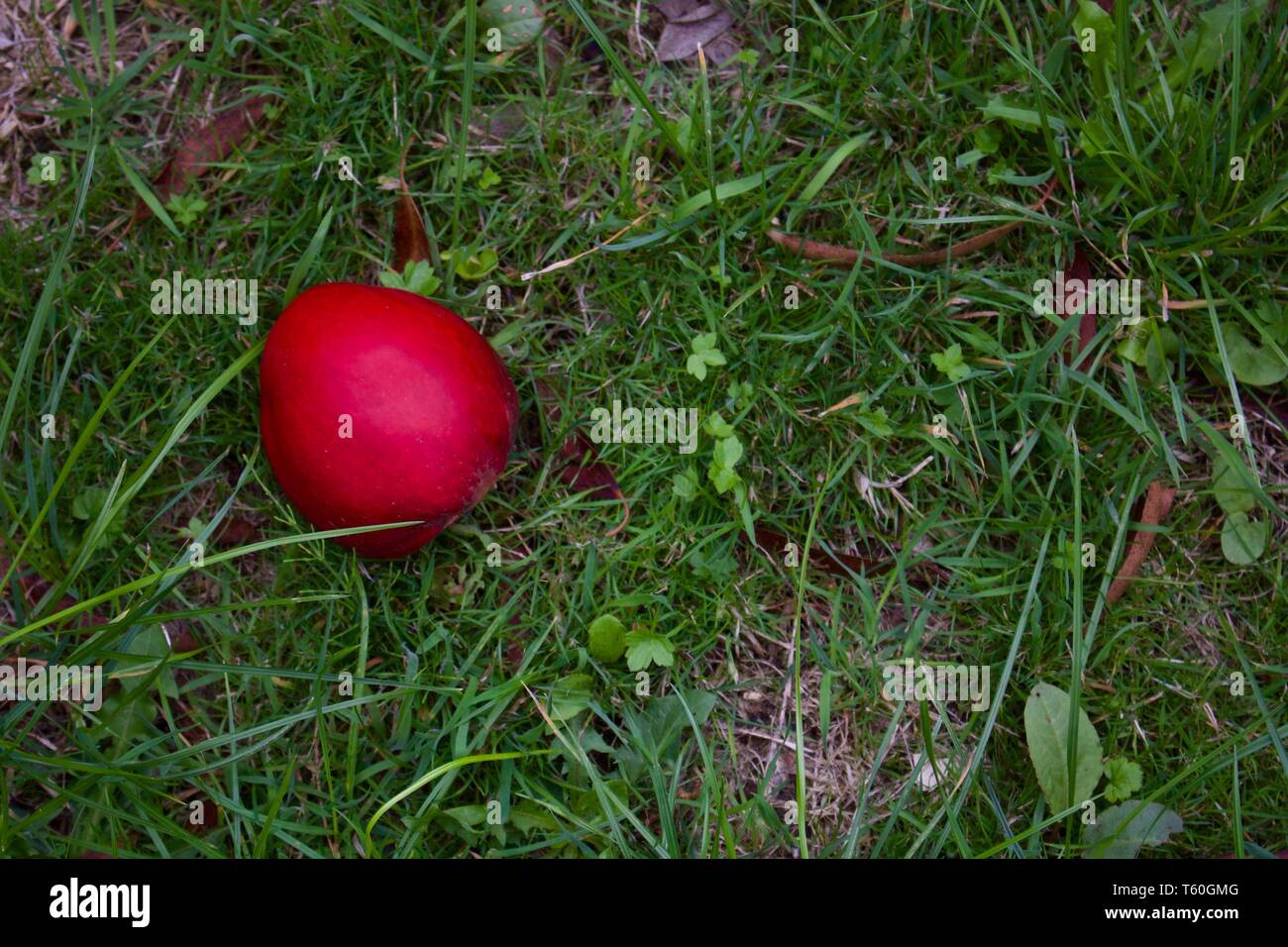 Single Red Apple liegen auf raue Gras im Herbst - Bild Stockfoto