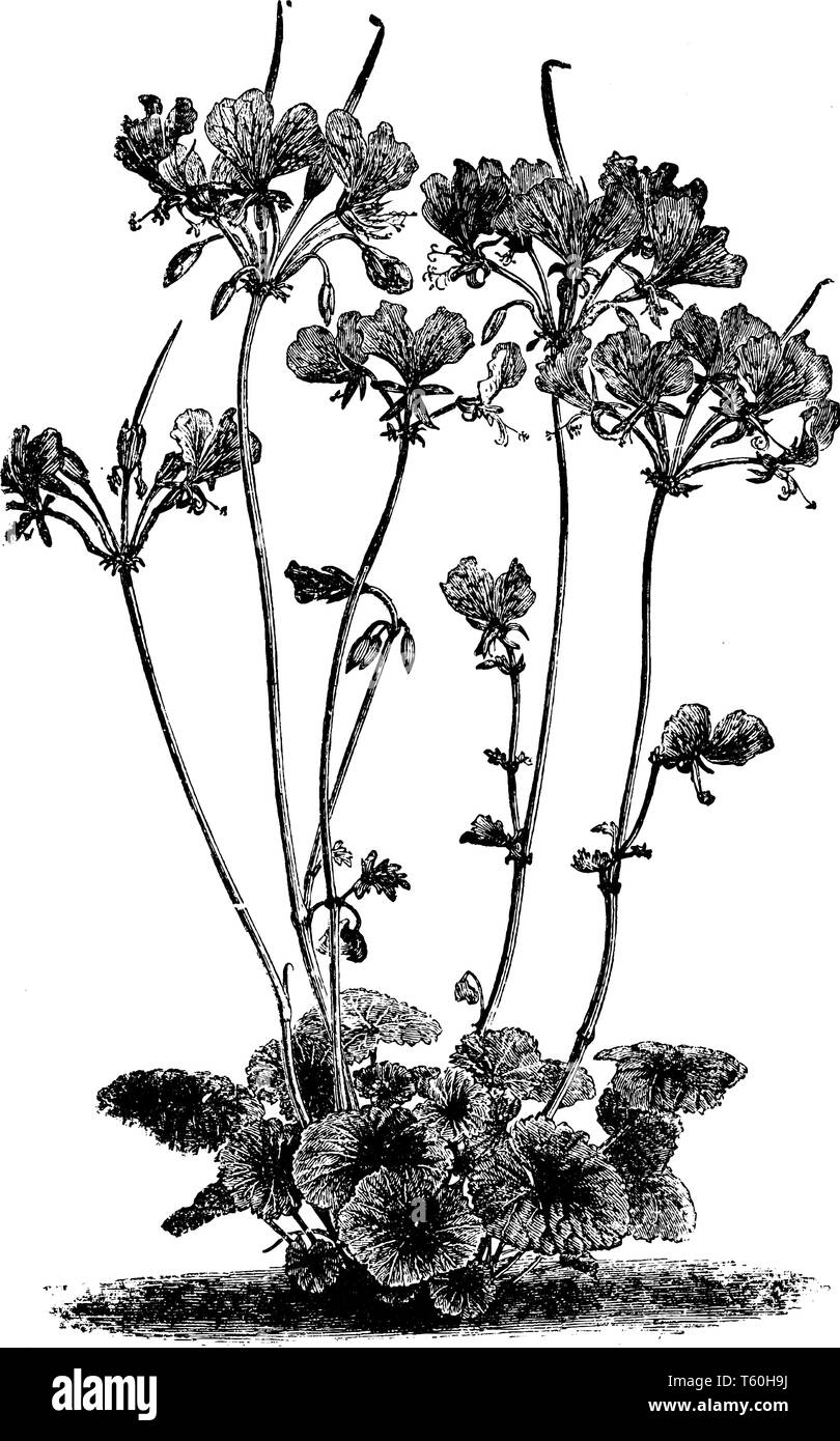 Pelargonium Endlicherianum ist ein Büschel-forming mehrjährig. Die Blüten sind relativ groß und zwei große, obere, Carmine - magenta Blütenblätter und Th umfassen Stock Vektor