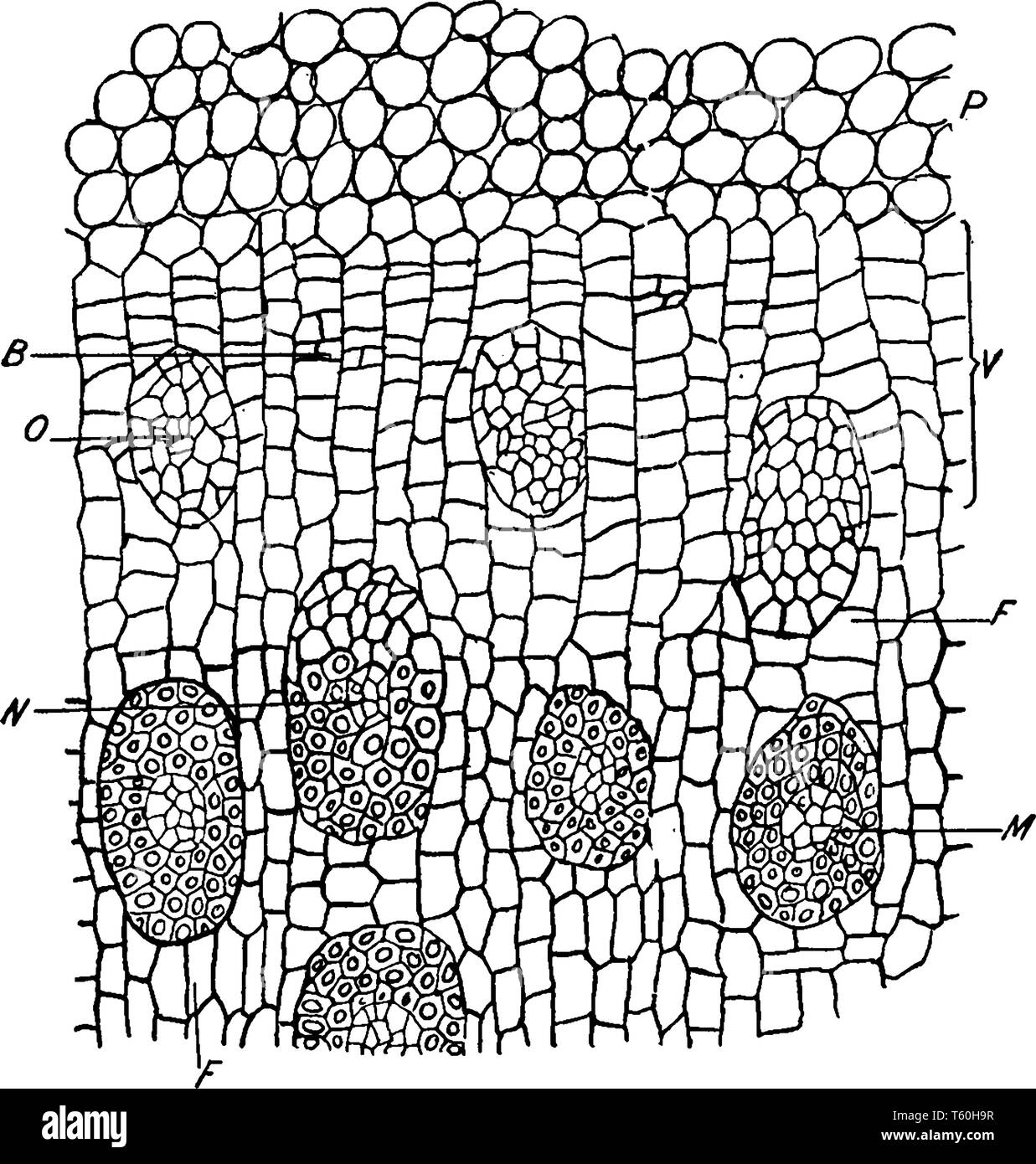 Ein Bild von V, meristematic Zone des pericycle durch die Aktivität der Stammzellen erhöht im Durchmesser, mit der Hinzufügung der neuen Leitbündel, Stock Vektor