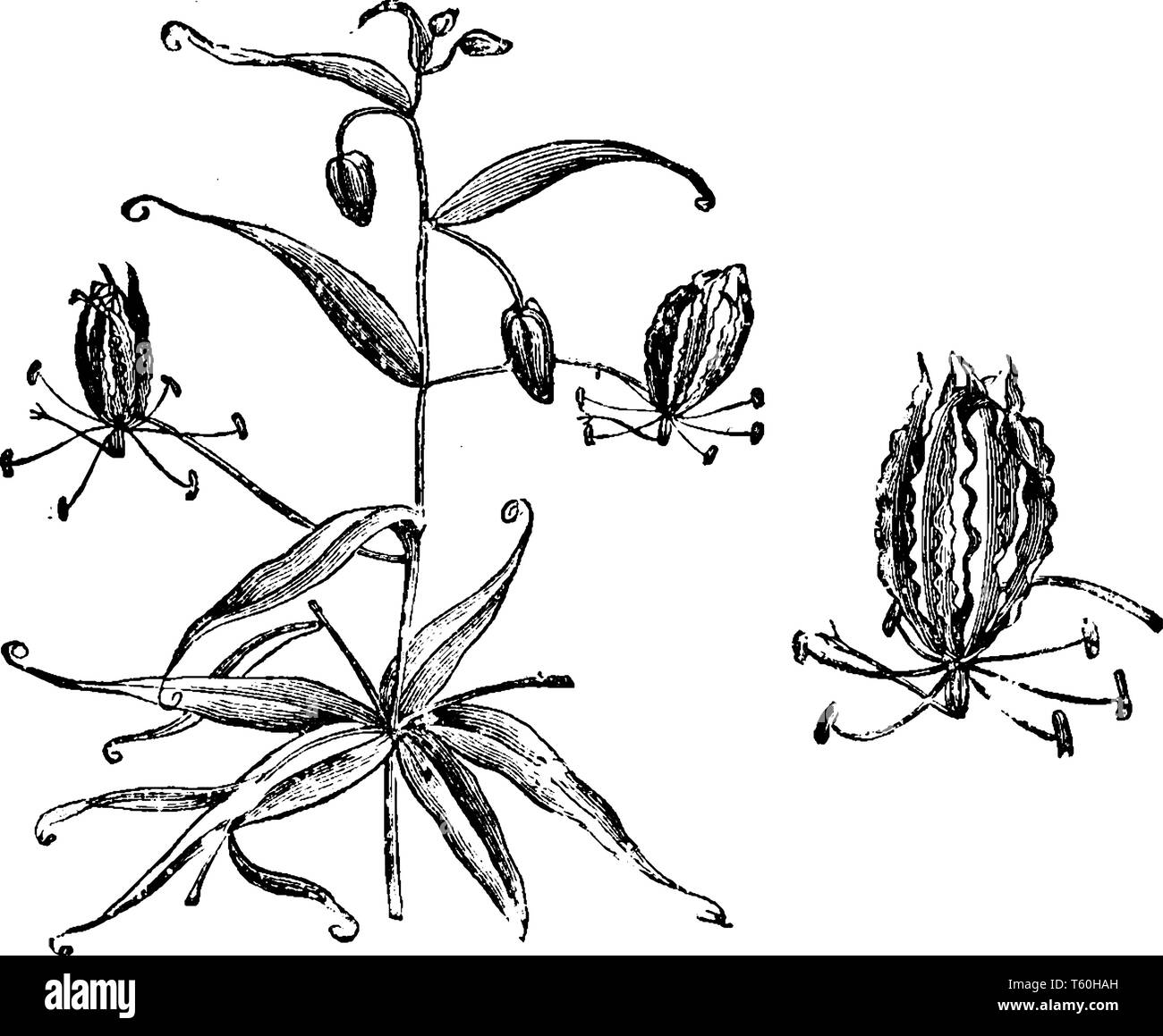 Dieses Bild ist von einer Blume Pflanze namens Gloriosa superba, so tief ist orange und rot. Die Blumen blühen bei warmem Wetter und es ist 1,80 m lang, vi Stock Vektor