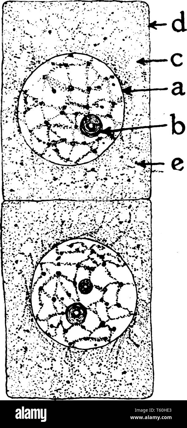 Das ist Bild der Zwiebel Zelle, und es ist in der Mitte der Zwiebel schälen, vintage Strichzeichnung oder Gravur Abbildung. Stock Vektor