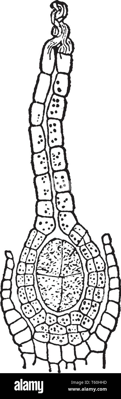 Dieses Bild zeigt Archegonia Anlage Phase nach der Befruchtung. In dieser Phase Eizelle entwickelt sich Sporogon. Am unteren Venter ist vorhanden und in der t Stock Vektor