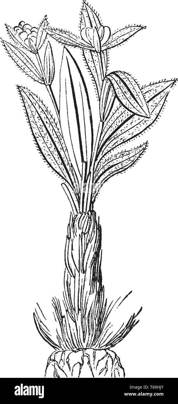 Bild zeigt die Spike 'nard Anlage. Blühende Pflanze der Baldrian Familie wächst im Himalaya, Nepal, China und Indien. Es ist in der hig verwendet Stock Vektor