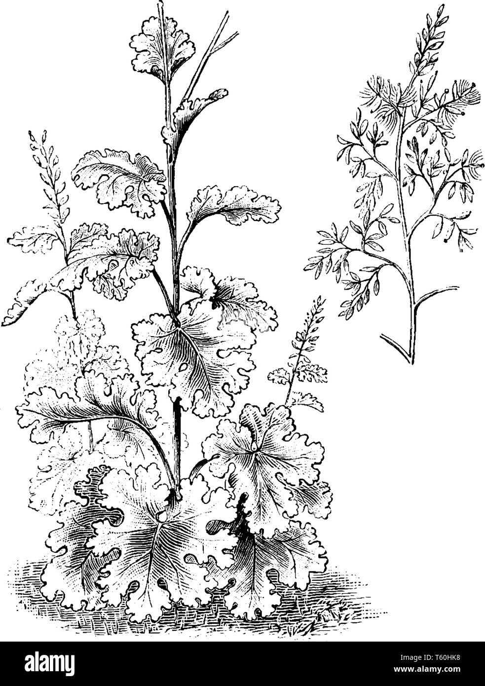 Der Strauch von bocconia Cordata hat zahlreiche gerösteten Blumen. Die Stiele sehr nahe zusammen zu wachsen und mit Blättern bedeckt. Die Blätter sind groß, roun Stock Vektor