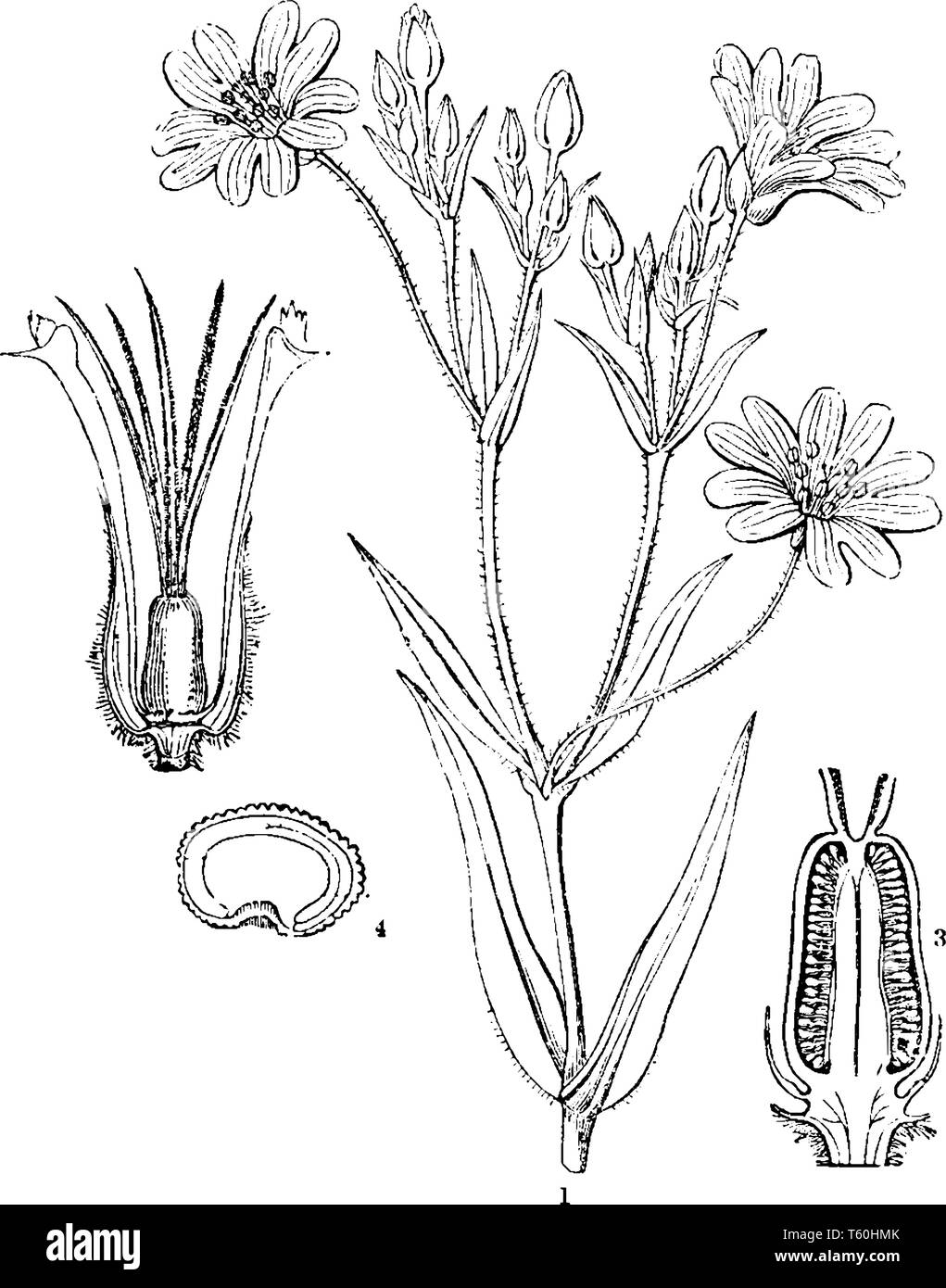 Stellaria kaufen Alamy
