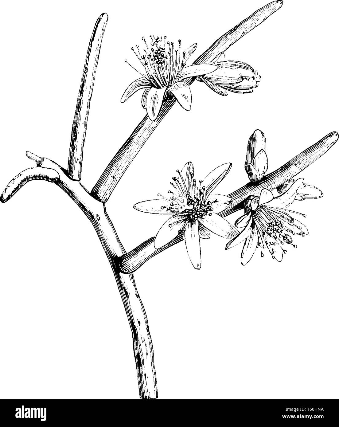 Eine Pflanze, Blumen produziert mit 7 bis 8 weiße Blütenblätter. Staubblätter sind viele, sie blühen zwischen Februar und April und sind in Mittelamerika gefunden, vin Stock Vektor